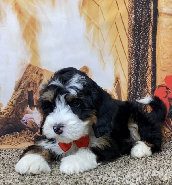 Mr. Olaf the Mini-Bernedoodle - Image 4