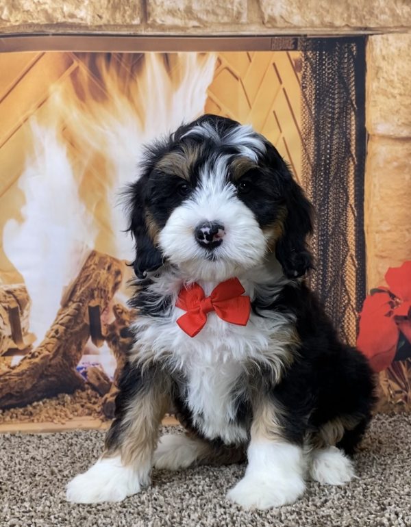 Mr. Olaf the Mini-Bernedoodle - Image 5