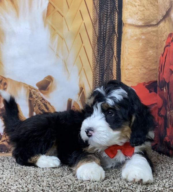 Mr. Olaf the Mini-Bernedoodle - Image 6