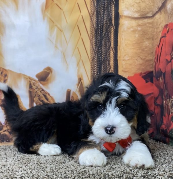 Mr. Olaf the Mini-Bernedoodle - Image 7