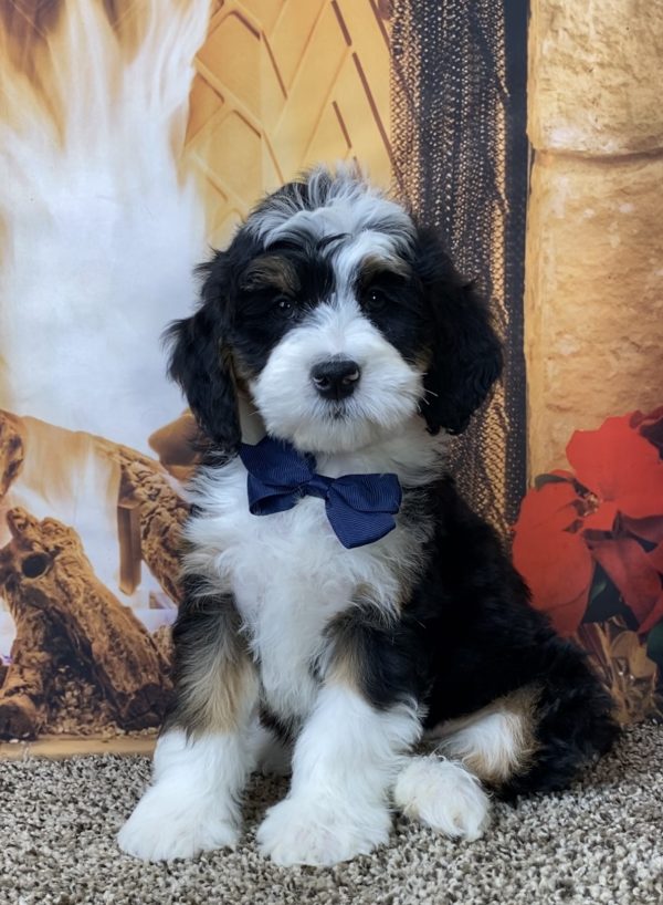 Mr. Omar the Mini-Bernedoodle