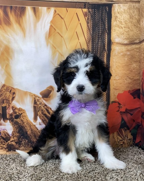 Ms. Ocean the Mini-Bernedoodle