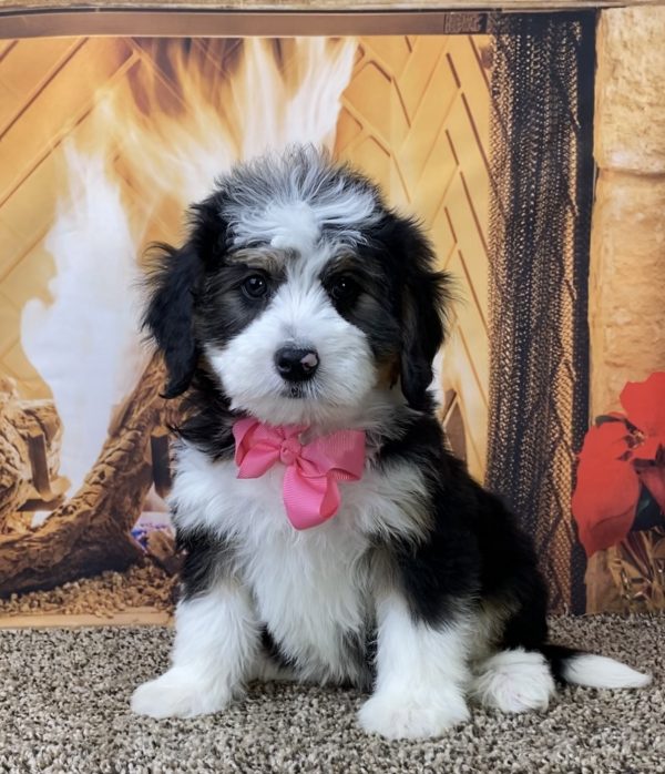 Ms. Oakley the Mini-Bernedoodle