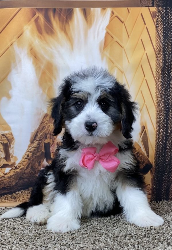 Ms. Oakley the Mini-Bernedoodle - Image 7