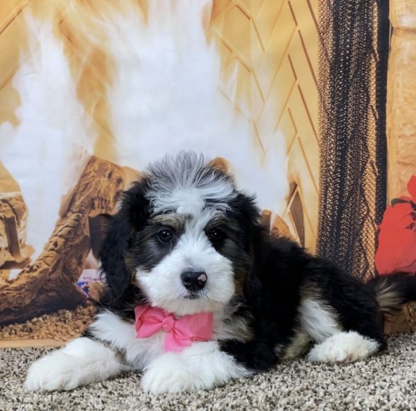 Ms. Oakley the Mini-Bernedoodle - Image 8