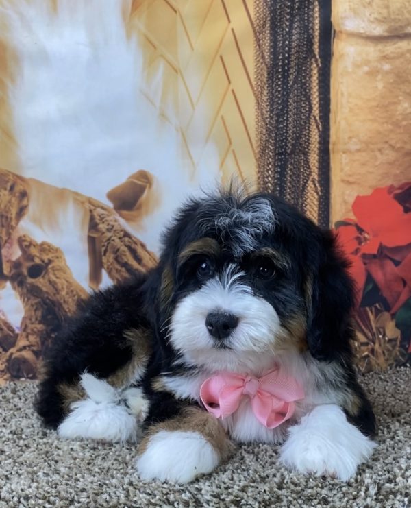 Ms. Sage the Mini-Bernedoodle - Image 2