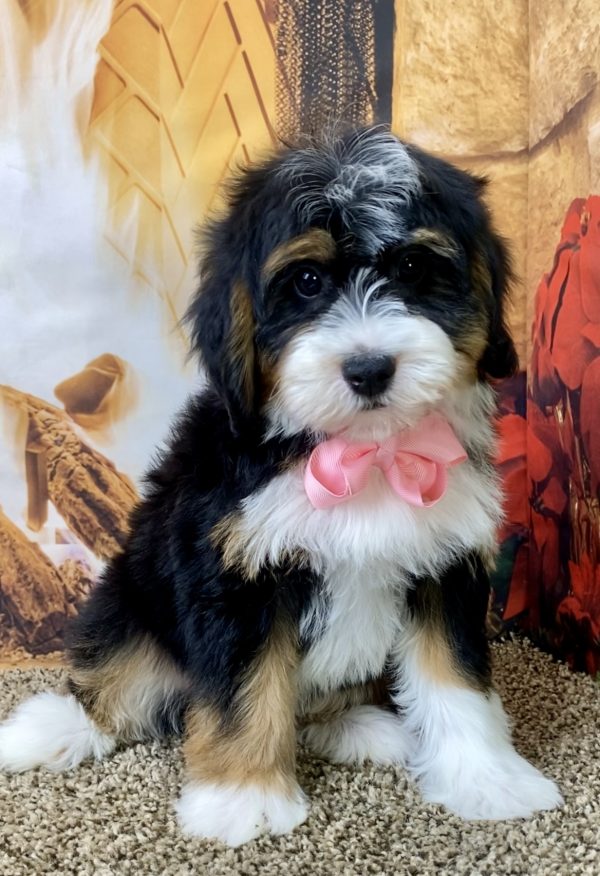 Ms. Sage the Mini-Bernedoodle - Image 3