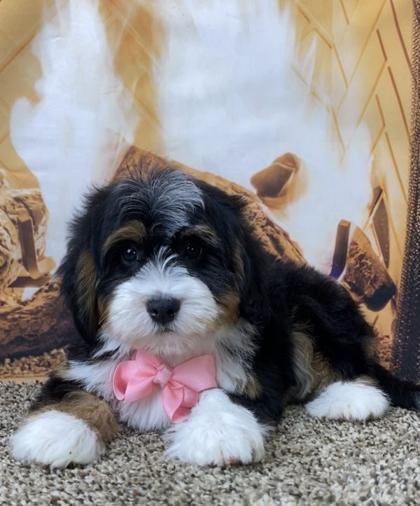 Ms. Sage the Mini-Bernedoodle - Image 4