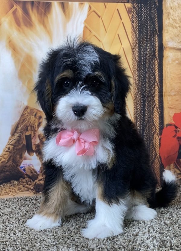 Ms. Sage the Mini-Bernedoodle