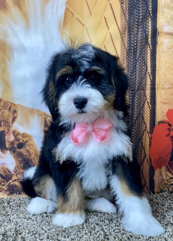 Ms. Sage the Mini-Bernedoodle - Image 5