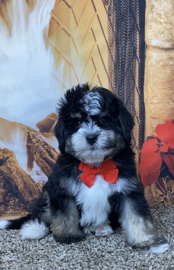 Mr. Remi the F1B Micro Mini-Bernedoodle