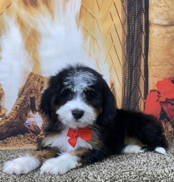 Mr. Shane the Mini-Bernedoodle - Image 2