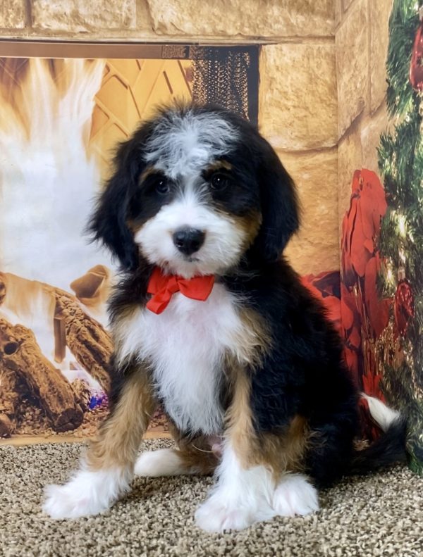 Mr. Shane the Mini-Bernedoodle - Image 3