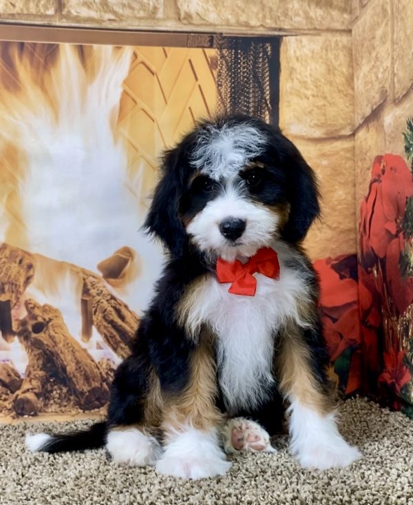 Mr. Shane the Mini-Bernedoodle