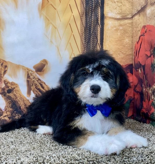 Mr. Sami the Mini-Bernedoodle - Image 3