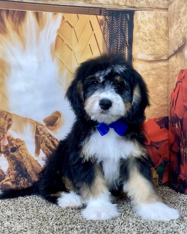 Mr. Sami the Mini-Bernedoodle