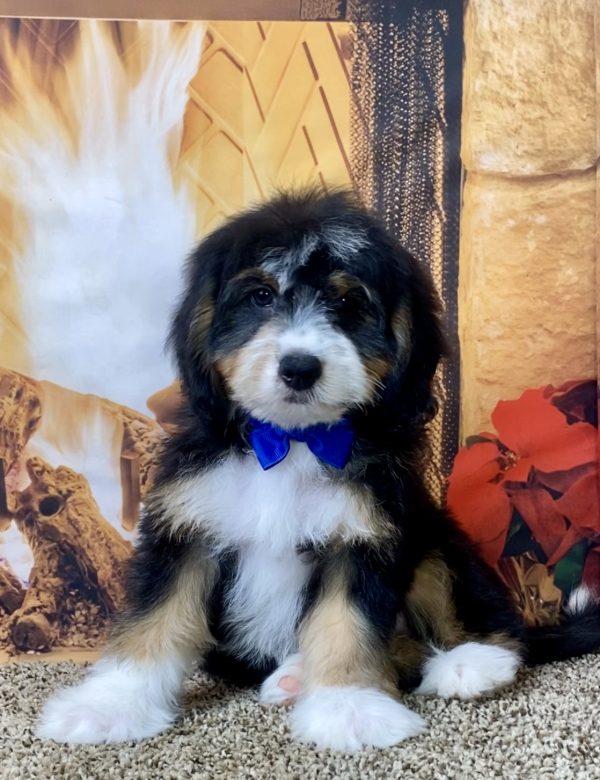 Mr. Sami the Mini-Bernedoodle - Image 6