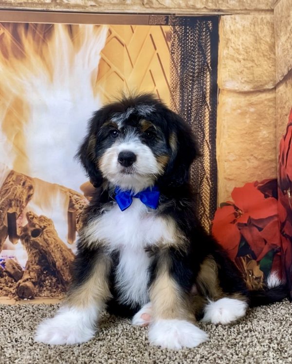 Mr. Sami the Mini-Bernedoodle - Image 7