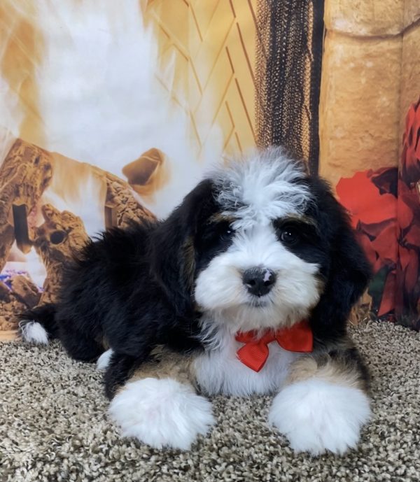 Mr. Scout the Mini-Bernedoodle - Image 2