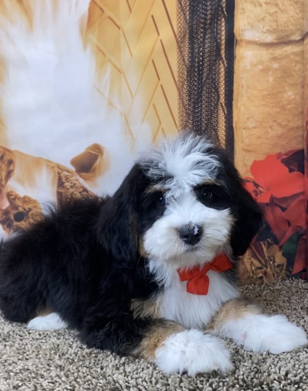 Mr. Scout the Mini-Bernedoodle - Image 3