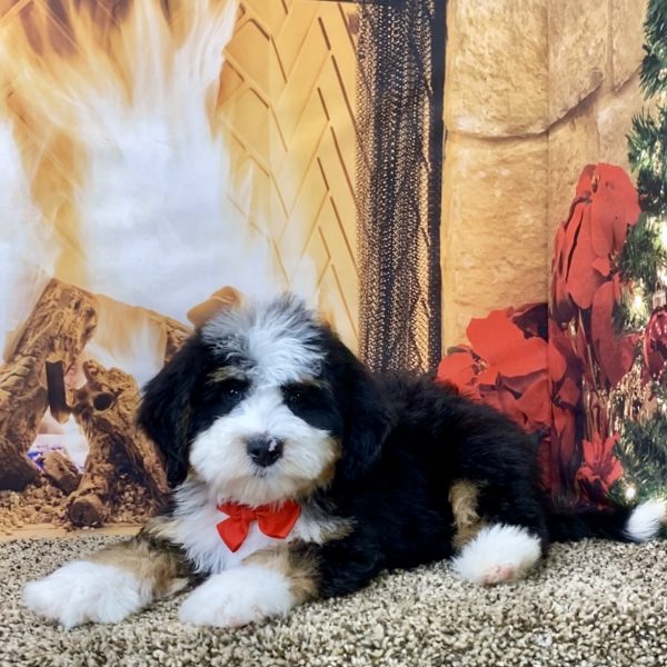 Mr. Scout the Mini-Bernedoodle - Image 6