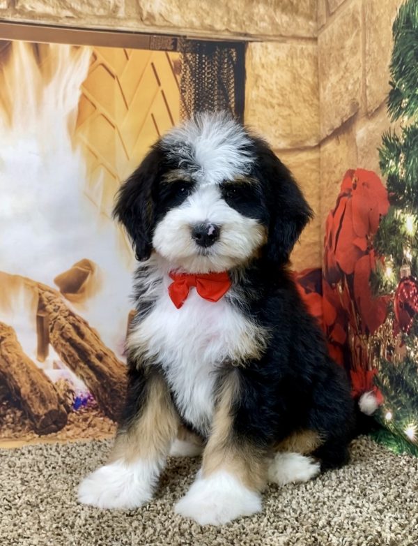 Mr. Scout the Mini-Bernedoodle