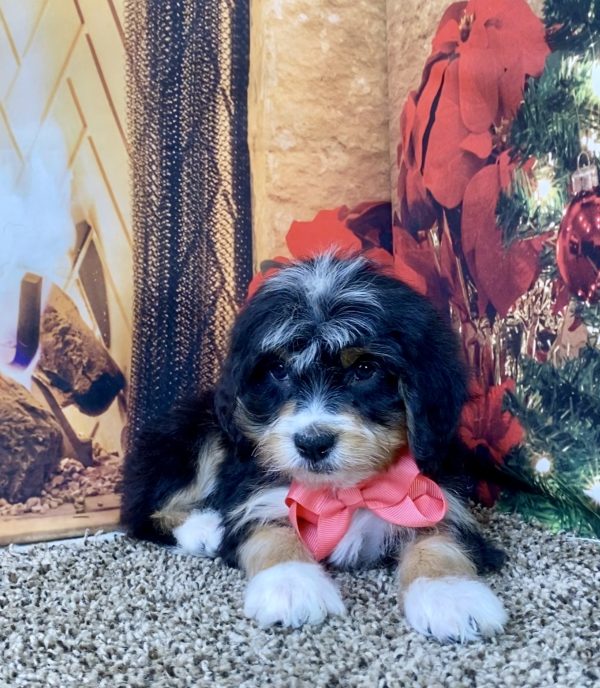 Ms. Skittles the Mini-Bernedoodle - Image 3