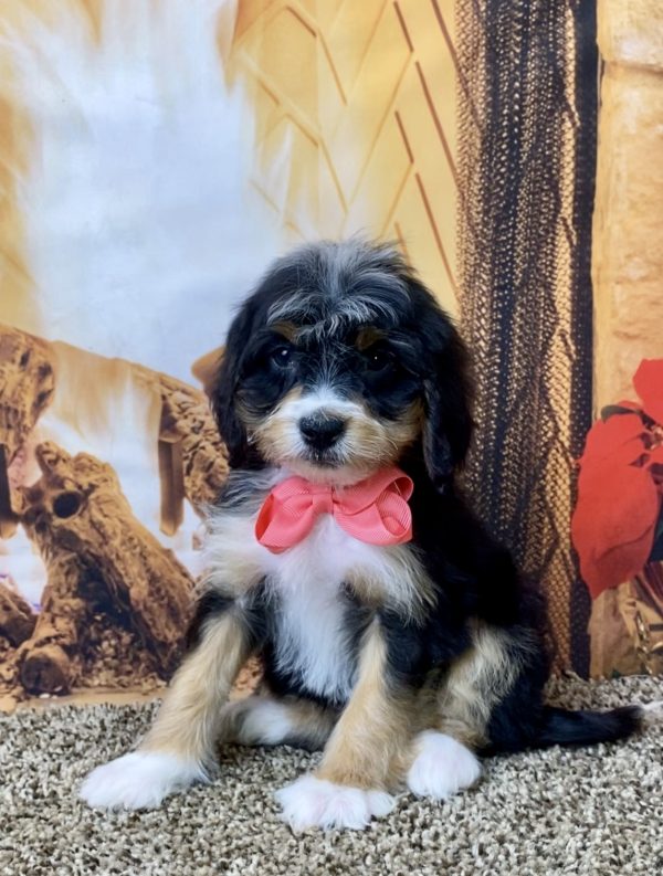 Ms. Skittles the Mini-Bernedoodle