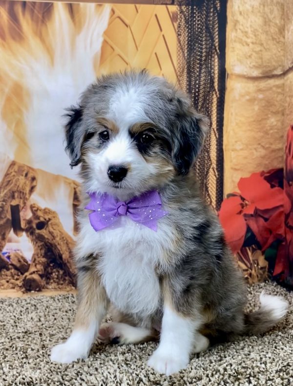 Ms. Rose the F1B Micro Mini-Bernedoodle