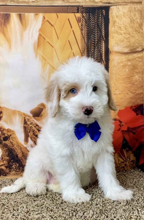 Mr. Royal the F1B Micro Mini-Bernedoodle