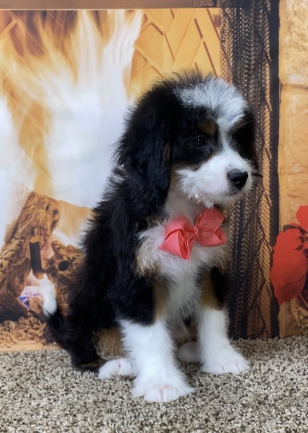 Ms. Sue the Mini-Bernedoodle - Image 4