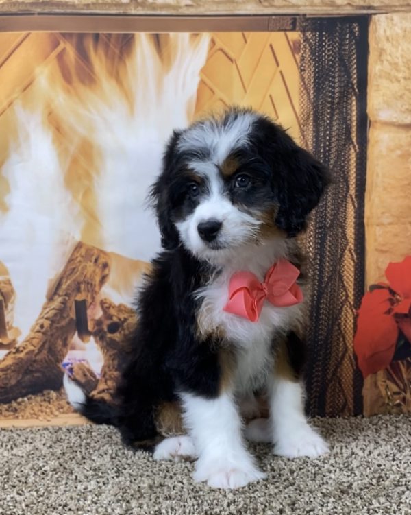 Ms. Sue the Mini-Bernedoodle - Image 6