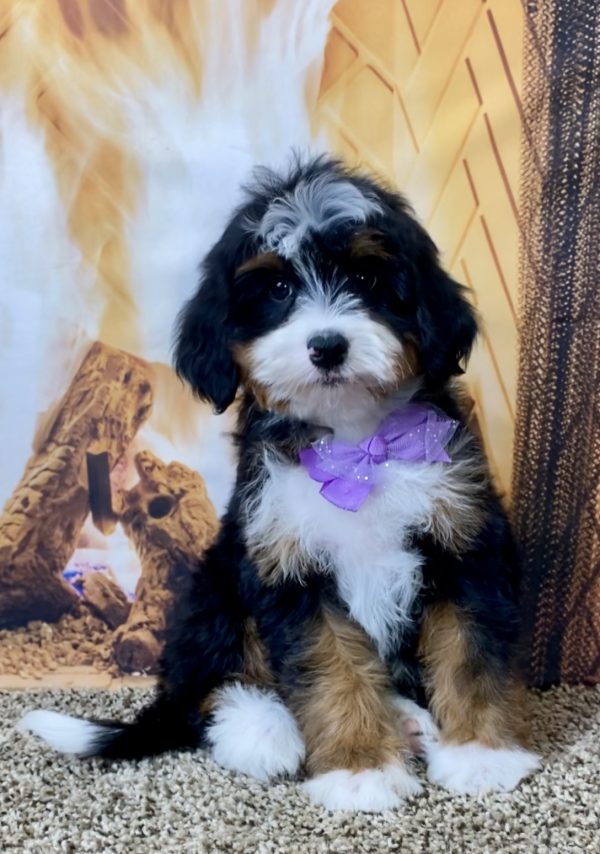 Ms. Skye the Mini-Bernedoodle