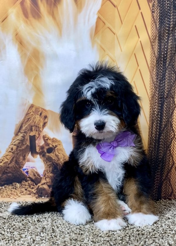 Ms. Skye the Mini-Bernedoodle - Image 2