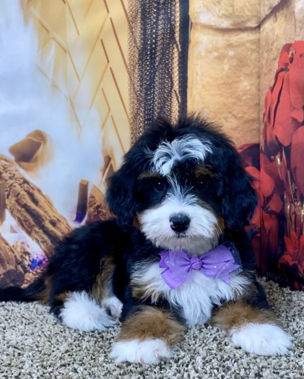 Ms. Skye the Mini-Bernedoodle - Image 3