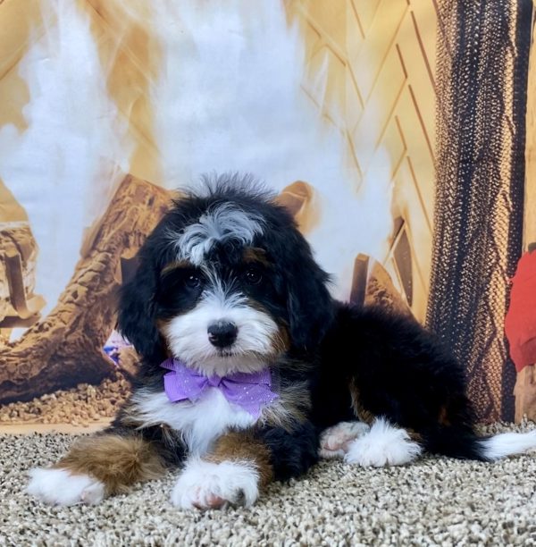 Ms. Skye the Mini-Bernedoodle - Image 5