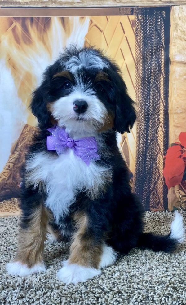 Ms. Skye the Mini-Bernedoodle - Image 6