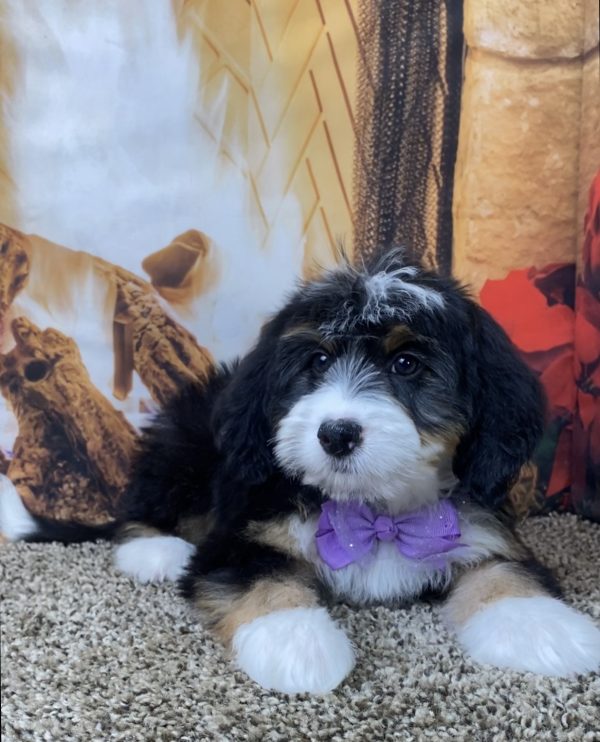 Ms. Sugar the Mini-Bernedoodle - Image 2