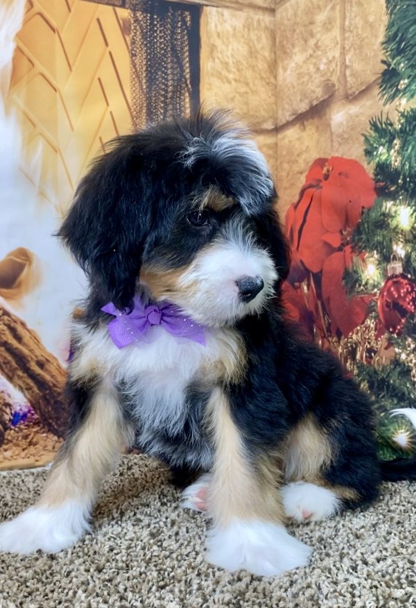 Ms. Sugar the Mini-Bernedoodle - Image 3