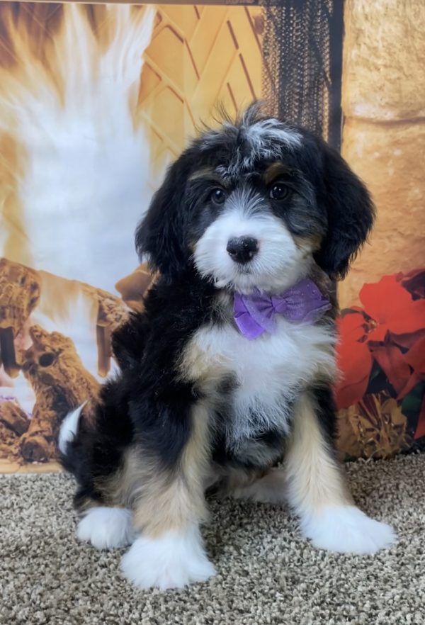 Ms. Sugar the Mini-Bernedoodle - Image 6