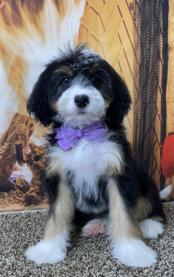 Ms. Sugar the Mini-Bernedoodle