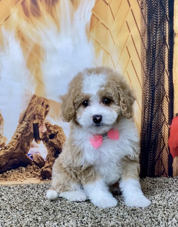 Ms. Rita the F1B Micro Mini-Bernedoodle