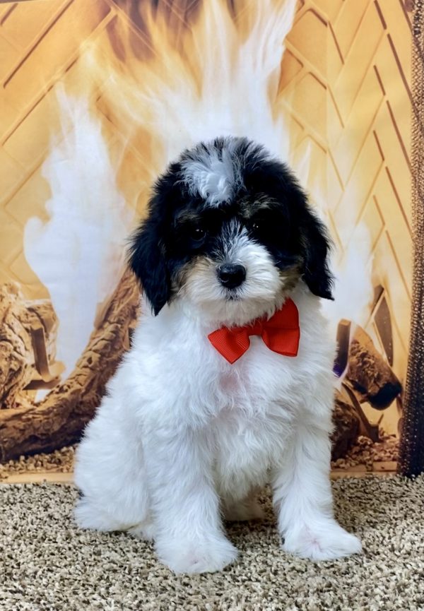 Mr. Romeo the F1B Micro Mini-Bernedoodle