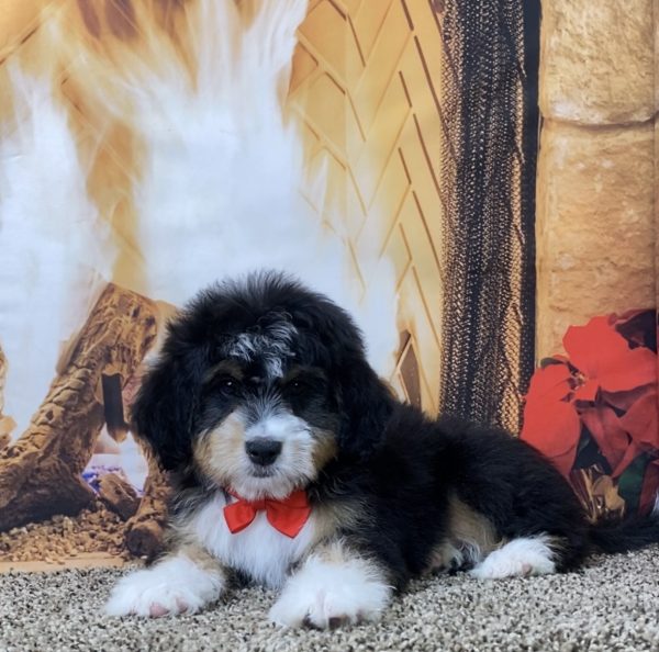 Mr. Smokey the Mini-Bernedoodle - Image 2