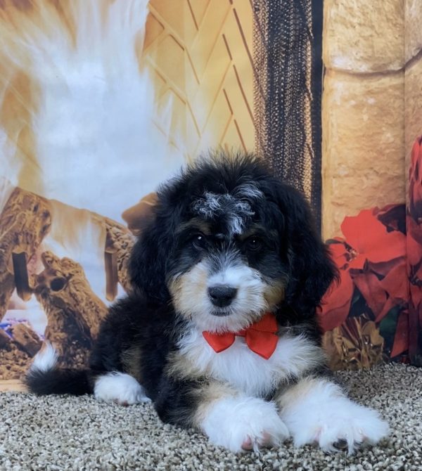 Mr. Smokey the Mini-Bernedoodle - Image 3