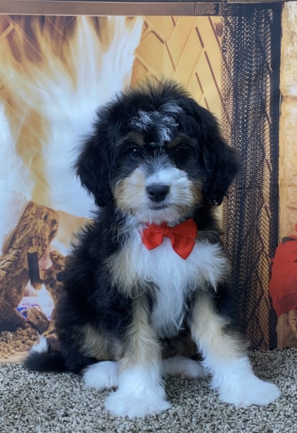 Mr. Smokey the Mini-Bernedoodle