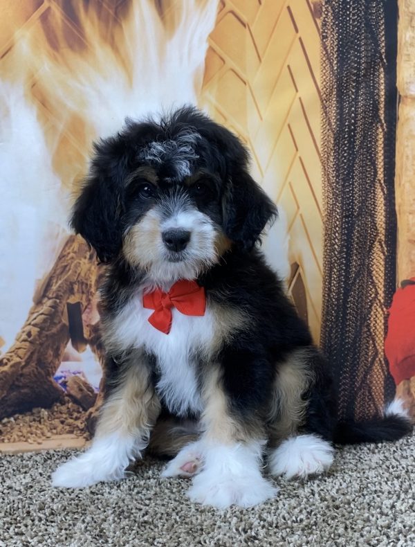 Mr. Smokey the Mini-Bernedoodle - Image 4