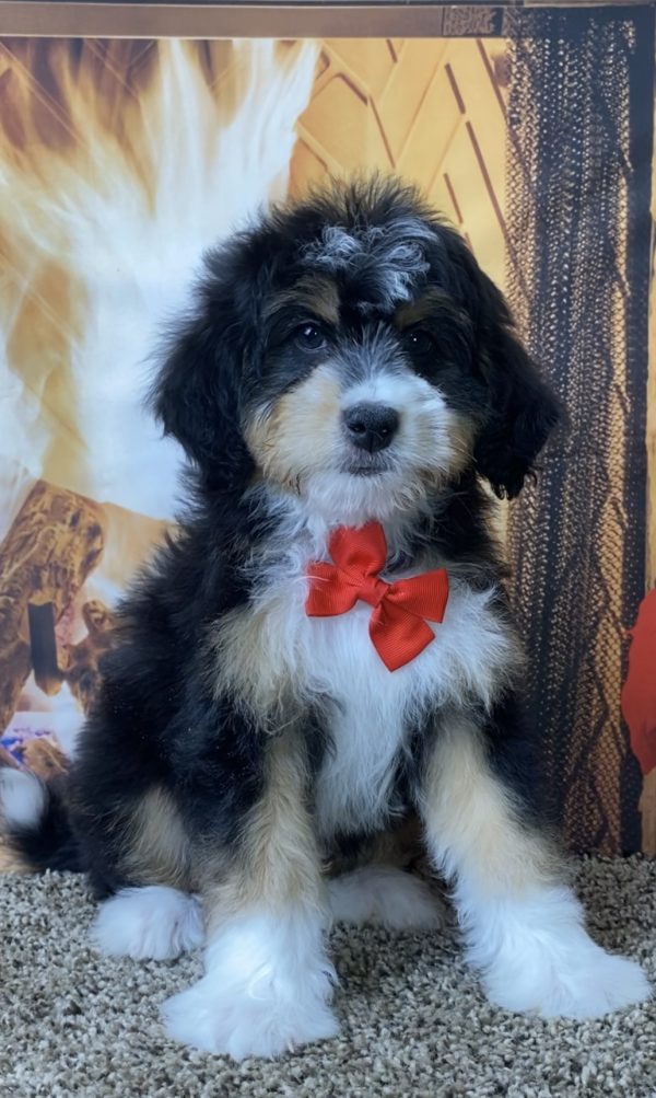 Mr. Smokey the Mini-Bernedoodle - Image 5