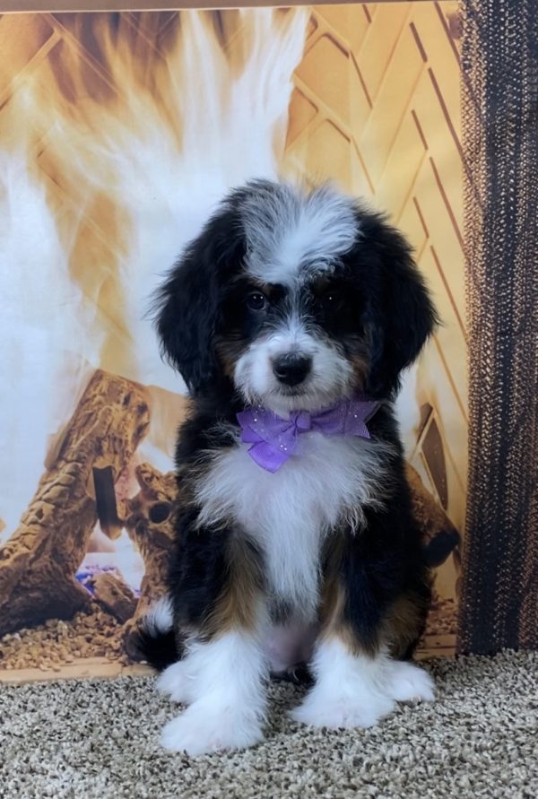 Ms. Sofia the Mini-Bernedoodle - Image 2