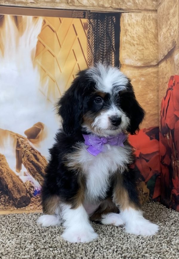 Ms. Sofia the Mini-Bernedoodle - Image 3